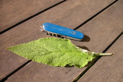 blaue_Blute3.jpg