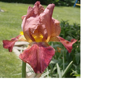 Iris_rotbraun_2small.JPG