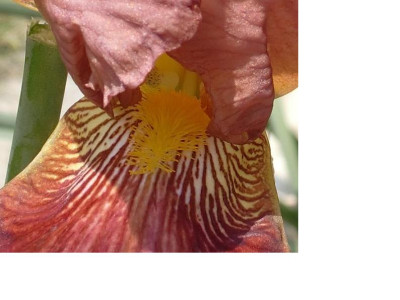 Iris_rotbraun1Detail.JPG