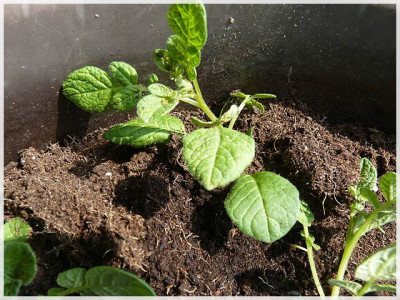 11solanum_aucale01.JPG