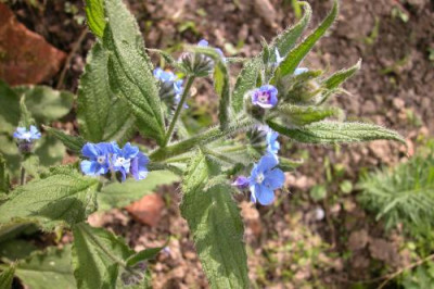 blaue_Blute2.jpg