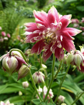 Aquilegia_Nora_Barlow_P10006831.jpg