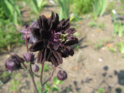 Schwarz_und_gefullt_110522.jpg