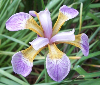 Mai11_112_unbekannte_Iris.jpg