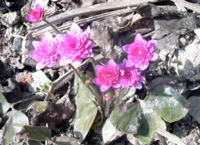 Hepaticarosa.jpg