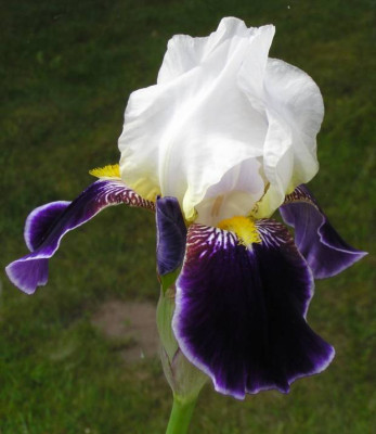 iris110522_620.jpg
