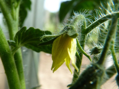 Jutta_Flower1.JPG