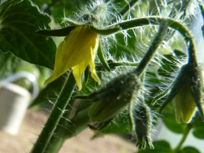 Jutta_Flower2.JPG