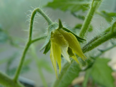Sewernaja_Krasawica_Flower2.JPG