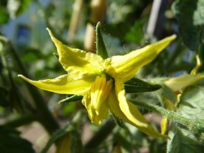 Sophies_Choice_Flower1.JPG