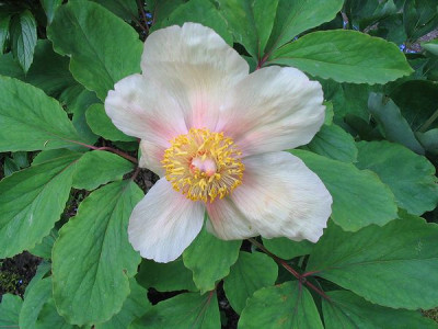 Paeonia_unbekannt_Hortu.jpg
