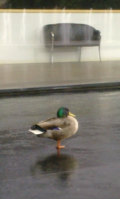 Ente_2_800x800_80KB.jpg