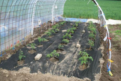 Tomatentunnel.IV.22.05.11.jpg