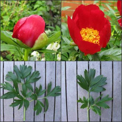 Paeonia_peregrina_Typen_1280x768.jpg