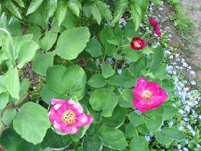 Paeonia_mascula_Hortu.jpg