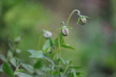 Codonopsis_obtusa_Blu776tenknospen.jpg