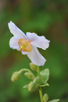Meconopsis_betonicifolia_.jpg
