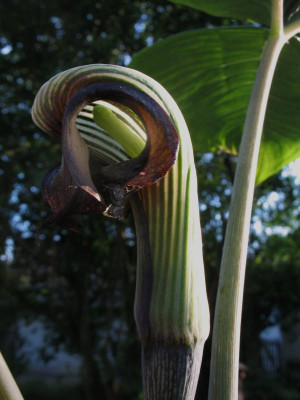 Arisaema_ringens.jpg
