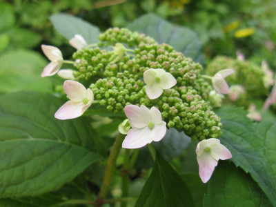 Hydrangea_serrata_Tiara_2011.jpg