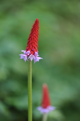 Primula_vialii_.jpg