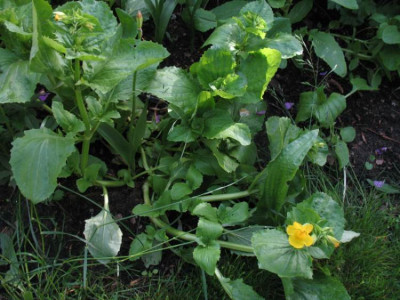 Mimulus_luteus.jpg