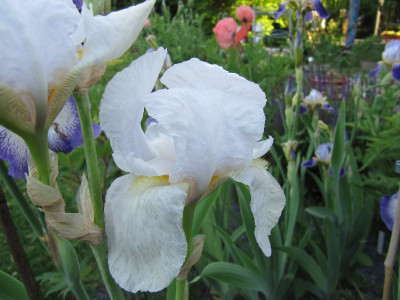 Gudrun_oder_was_110523.jpg