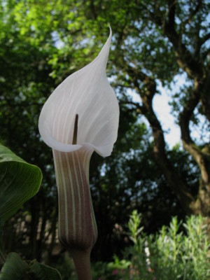 Arisaema_candidissimum_2.jpg