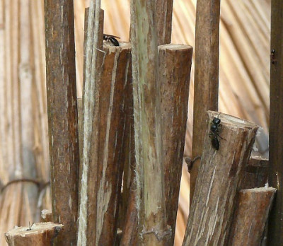 insekten_bauen_2011-05-21_506k.jpg