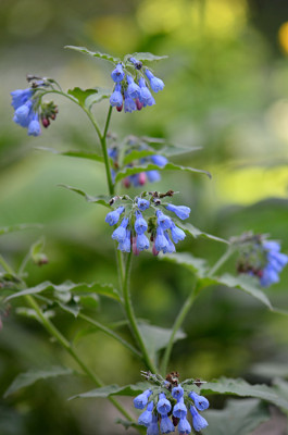 Symphytum-uplandicum-Mai0911.jpg