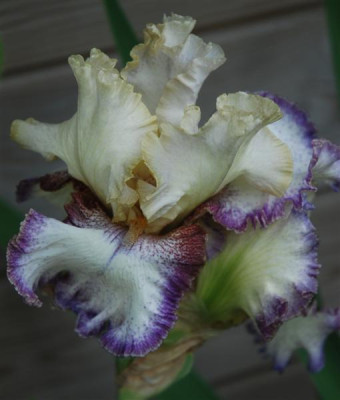 B6164a_Medium.jpg