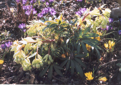 Helleborus_Westerflisk.jpg