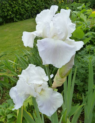 Iris_barb._elat._wei__P1000694.jpg