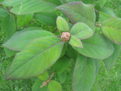 Hydrangea_aspera_Macrophylla_640x480.jpg
