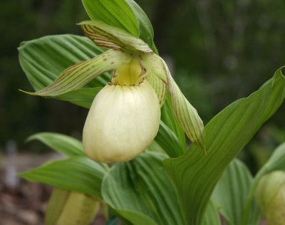 IMG_0146_eCypripedium_fasciolatum.JPG