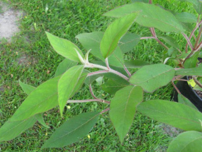 Hydrangea_villosa_640x480.jpg