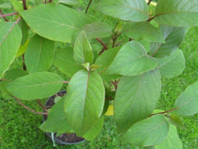 Hydrangea_kawakamii_640x480.jpg