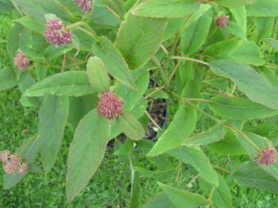 Hydrangea_robusta_640x480.jpg