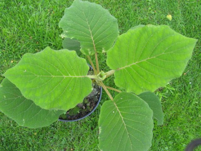 Hydrangea_aspera_Typ_Speckhard_640x480.jpg