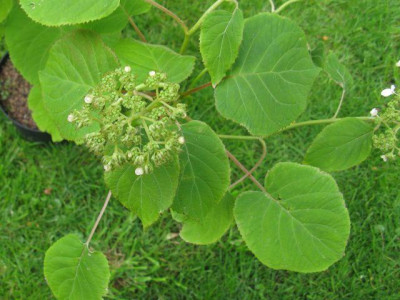 Hydrangea_longipes_640x480.jpg