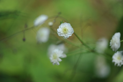 Ranunculus_aconitifolius_flore_pleno.jpg