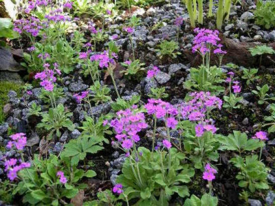 Primula_modesta__2005-05-01.JPG