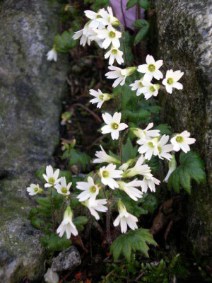 Primula_takedana_2005-05-01.JPG