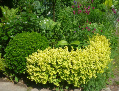 Buxus_sempervirens_Rotundifolia_Aurea.jpg