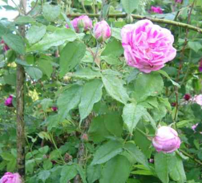 Variegata_di_Bol._kl._08.jpg