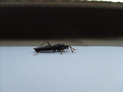 S5004819kl.jpg