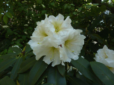 Rhododendron_decorum_fars_2011.jpg