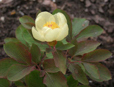 IMG_0134_ePaeonia_mlokosewitschii.JPG