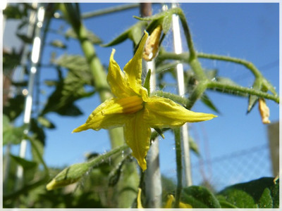 Firefly_Flower3.JPG