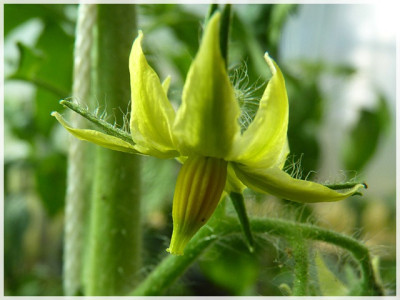 Punta_Banda_Flower1.JPG