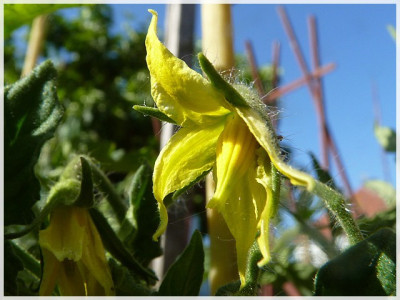 Sophies_Choice_Flower3.JPG